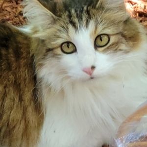 Meet your Posher, Felicity